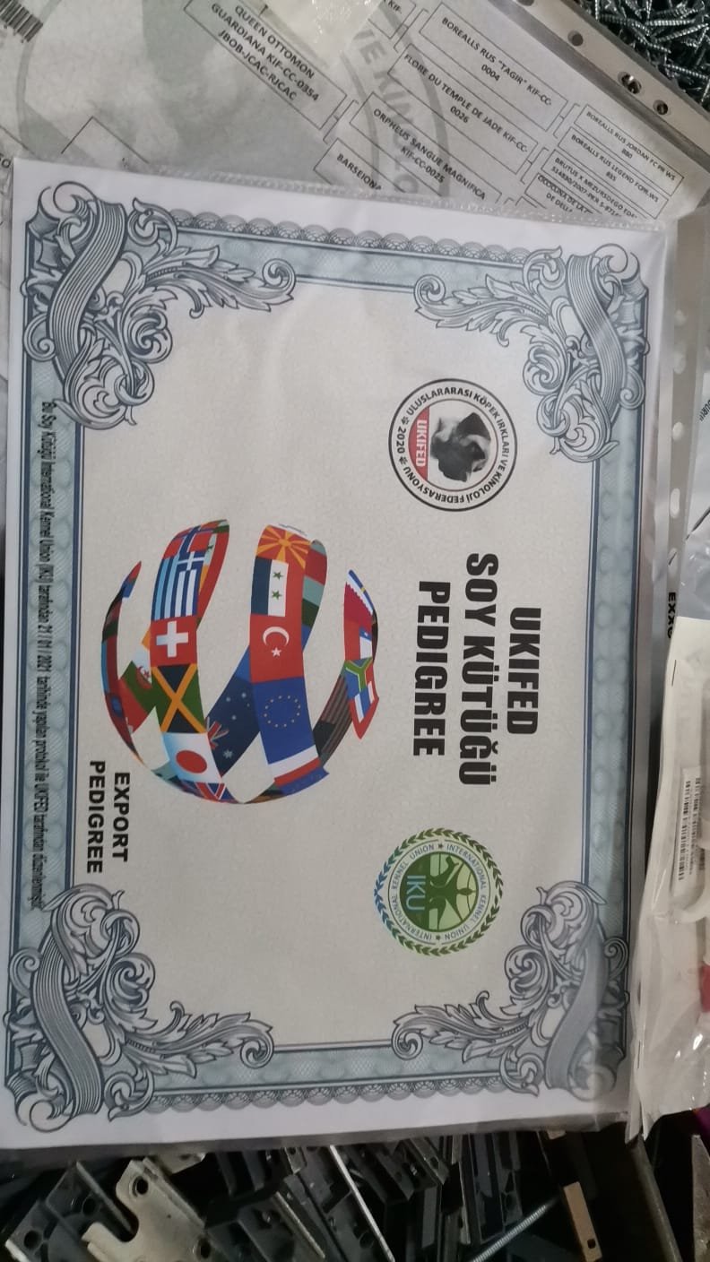 Ücretsiz İlan Ver - bikopek.com