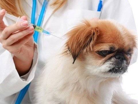 Köpeğimin Aşıları